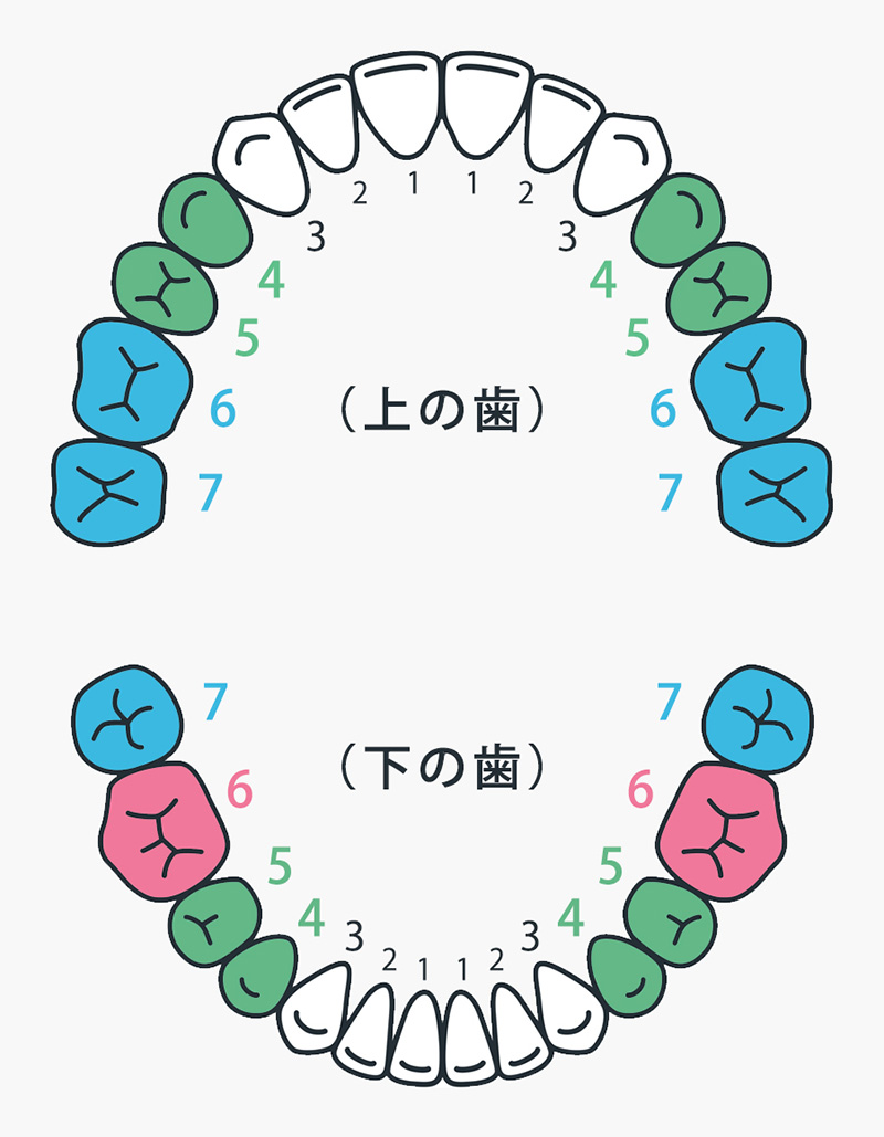 健康保険適用の歯